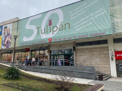 Tulipan